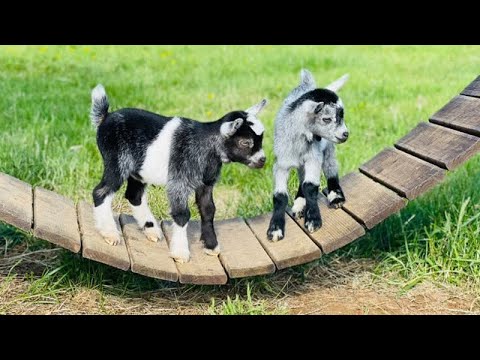 Animal video ,Viral video dog |Dog , hen,cock and goat videos#viral #animalshorts #videoshort ,anima